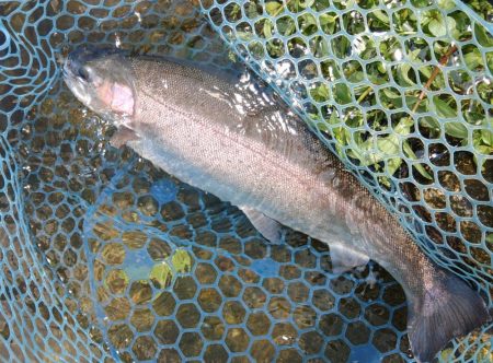 またイトウが釣れた！ ～フィシングパーク高島の泉～